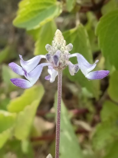 Coleus strobilifer, photographed by Swarochi Tathagath