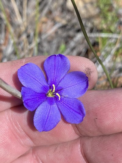 Aristea juncifolia, photographed by Dave U
