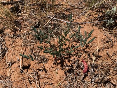 Hoffmannseggia drepanocarpa, photographed by Cecelia Alexander