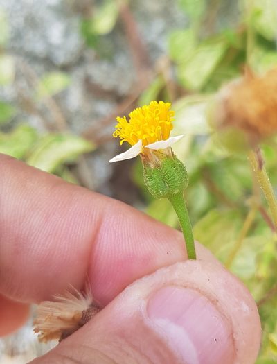 Tridax platyphylla, photographed by Eugenio Padilla
