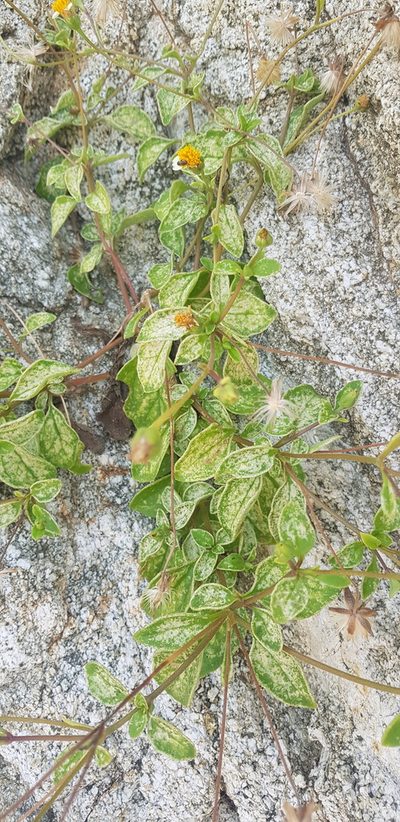 Tridax platyphylla, photographed by Eugenio Padilla