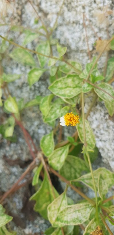 Tridax platyphylla, photographed by Eugenio Padilla