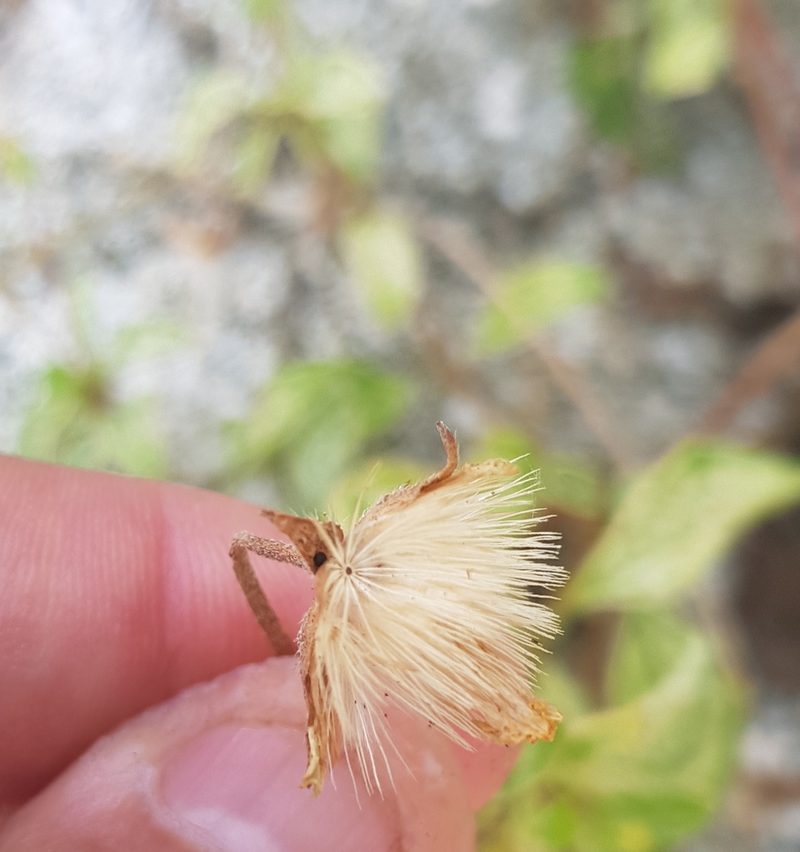 Tridax platyphylla, photographed by Eugenio Padilla