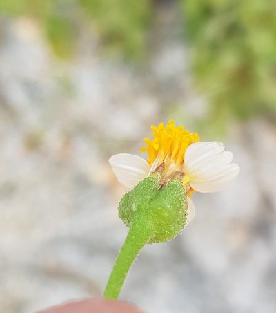 Tridax platyphylla, photographed by Eugenio Padilla