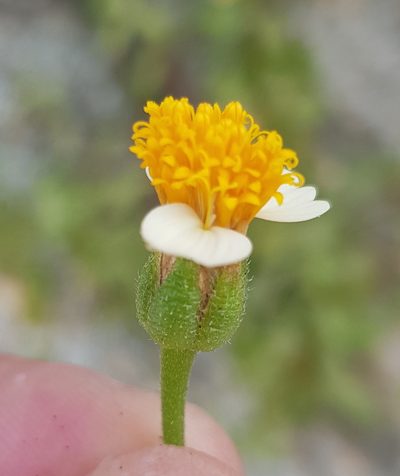 Tridax platyphylla, photographed by Eugenio Padilla