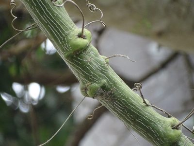 Adenia gummifera, photographed by Shaun Swanepoel