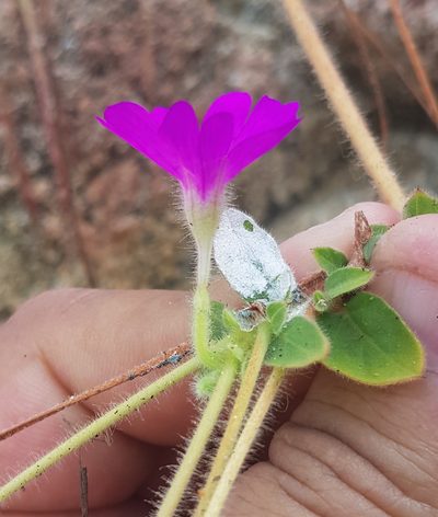 Okenia hypogaea, photographed by Eugenio Padilla