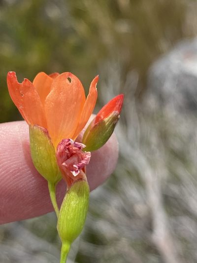 Gladiolus brevitubus, photographed by Dave U