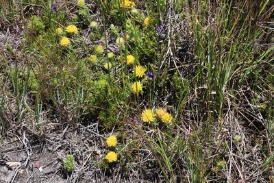 Leucospermum prostratum, photographed by Tony Rebelo