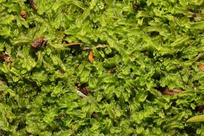 Lophocolea semiteres, photographed by Stephen James McWilliam