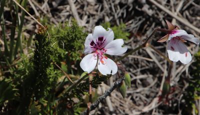 Pelargonium elegans, photographed by Tony Rebelo