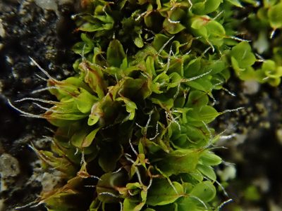 Syntrichia montana, photographed by Daniel Cahen
