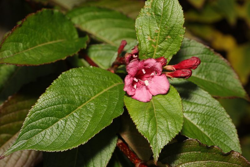 Weigela florida, photographed by Stephen James McWilliam