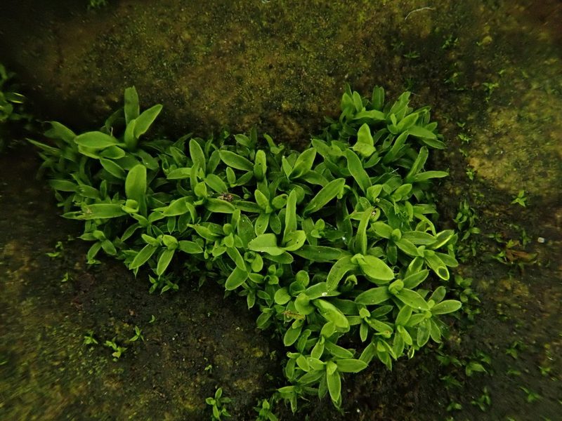 Tortula marginata, photographed by Daniel Cahen