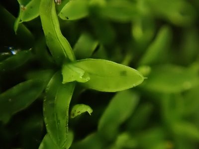 Tortula marginata, photographed by Daniel Cahen