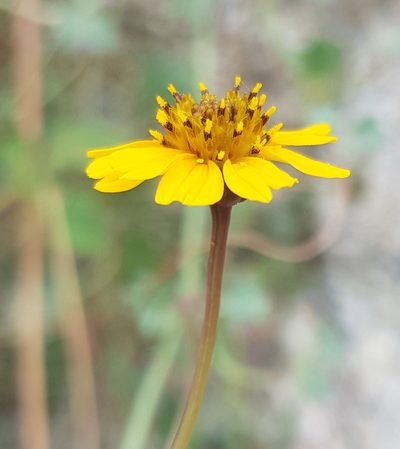 Chrysanthellum pilzii, photographed by Eugenio Padilla
