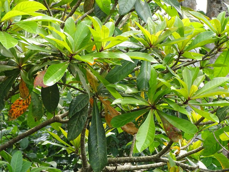 Voacanga thouarsii, photographed by Shaun Swanepoel