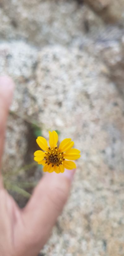 Chrysanthellum pilzii, photographed by Eugenio Padilla