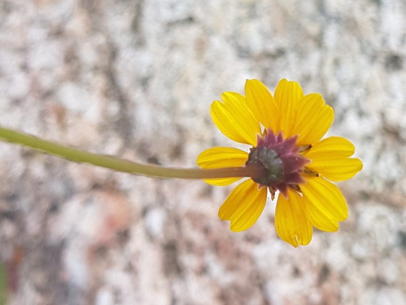 Chrysanthellum pilzii, photographed by Eugenio Padilla