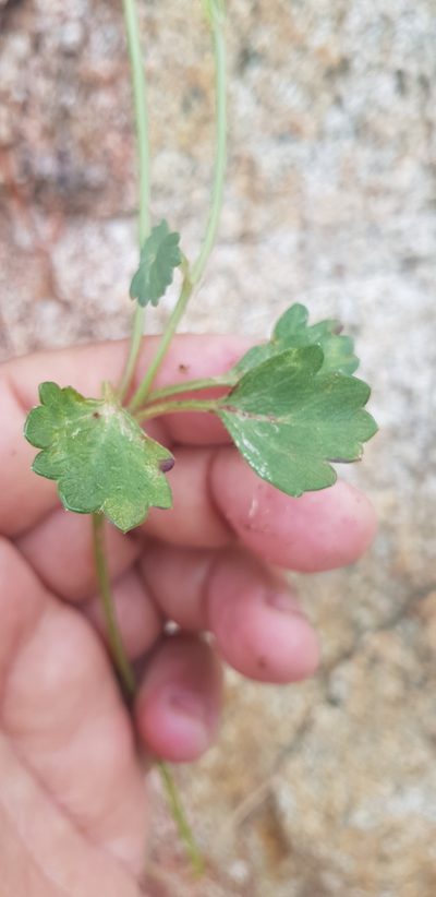 Chrysanthellum pilzii, photographed by Eugenio Padilla