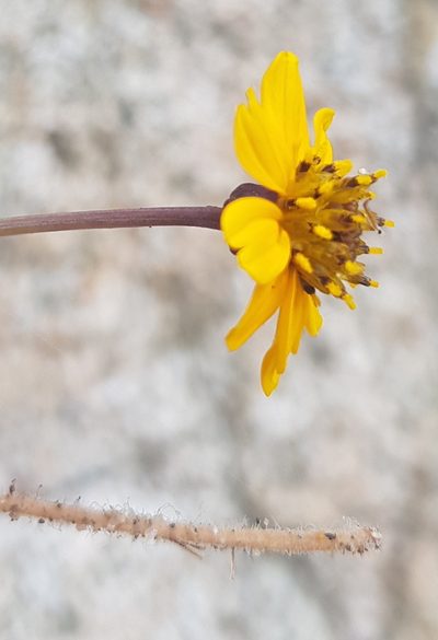 Chrysanthellum pilzii, photographed by Eugenio Padilla