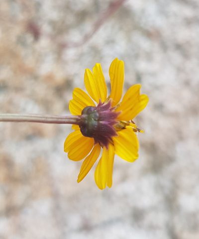 Chrysanthellum pilzii, photographed by Eugenio Padilla