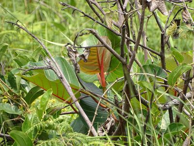 Ficus trichopoda, photographed by Shaun Swanepoel