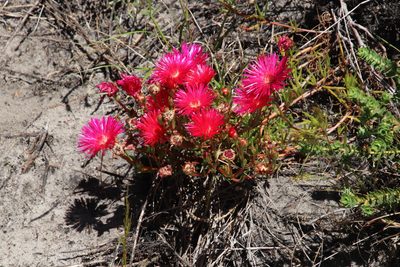 Lampranthus tenuifolius, photographed by Tony Rebelo