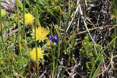 Viola decumbens, photographed by Tony Rebelo