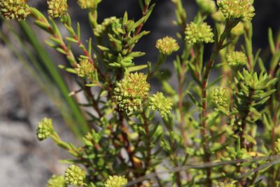 Crassula subulata, photographed by Tony Rebelo