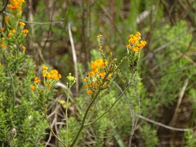 Manulea parviflora, photographed by Shaun Swanepoel