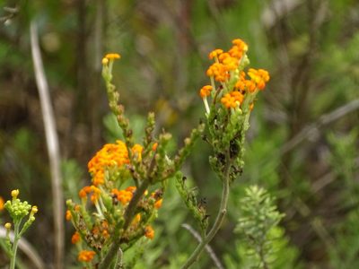 Manulea parviflora, photographed by Shaun Swanepoel
