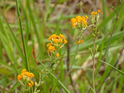 Manulea parviflora, photographed by Shaun Swanepoel
