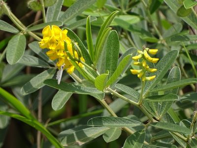 Eriosema psoraleoides, photographed by Shaun Swanepoel