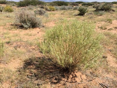 Lepidium alyssoides, photographed by Cecelia Alexander