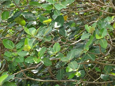 Ficus trichopoda, photographed by Shaun Swanepoel