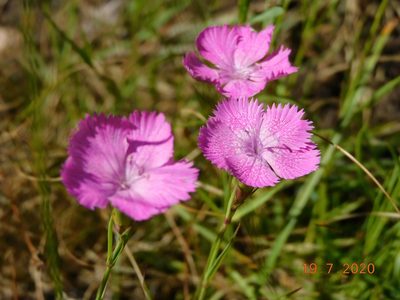 Dianthus seguieri, photographed by Raffaele Maiorano