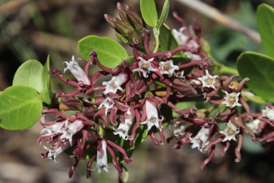 Cynanchum africanum, photographed by Tony Rebelo
