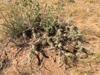 Opuntia arenaria, photographed by Cecelia Alexander