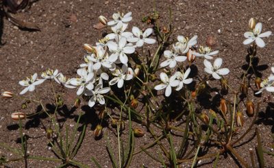 Pharnaceum lineare, photographed by Tony Rebelo