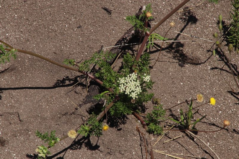 Capnophyllum lutzeyeri, photographed by Tony Rebelo