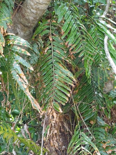 Stenochlaena tenuifolia, photographed by Shaun Swanepoel