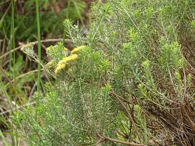 Helichrysum kraussii, photographed by Shaun Swanepoel