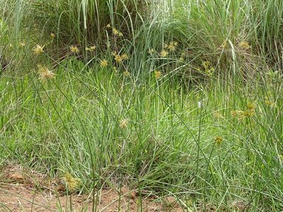 Cyperus natalensis, photographed by Shaun Swanepoel
