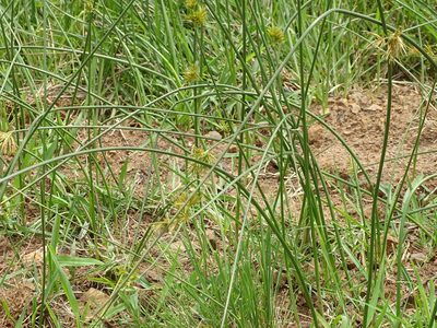 Cyperus natalensis, photographed by Shaun Swanepoel
