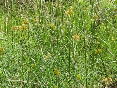 Cyperus natalensis, photographed by Shaun Swanepoel