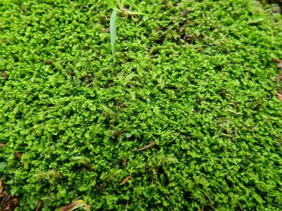 Lophocolea semiteres, photographed by Susan Marley
