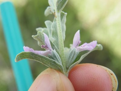 Stachys spathulata, photographed by Antoinette Eyssell Knox