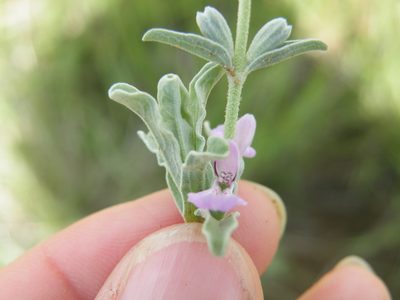 Stachys spathulata, photographed by Antoinette Eyssell Knox