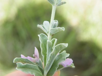 Stachys spathulata, photographed by Antoinette Eyssell Knox